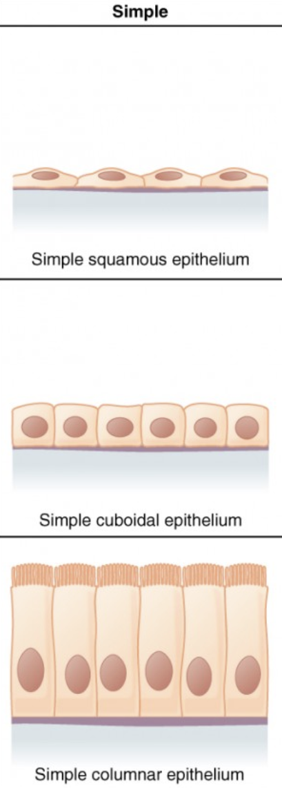 <p>a single layer of cells.</p>