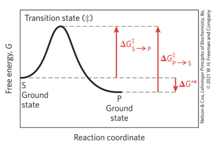 <p>∆G′° — <strong>biochemical standard free-energy change</strong>; the standard free-energy change at pH 7.0 </p><p>∆G‡ — <strong>activation energy</strong>; difference between the ground state energy level and the transition state energy level</p>