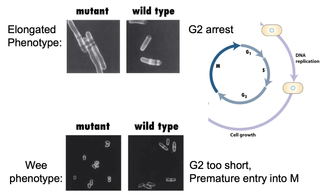 <ul><li><p><strong>Elongated phenotype</strong>: G2 delay, continued growth</p></li><li><p><strong>Wee phenotype</strong>: Early mitosis entry, smaller cells</p></li></ul><p></p>