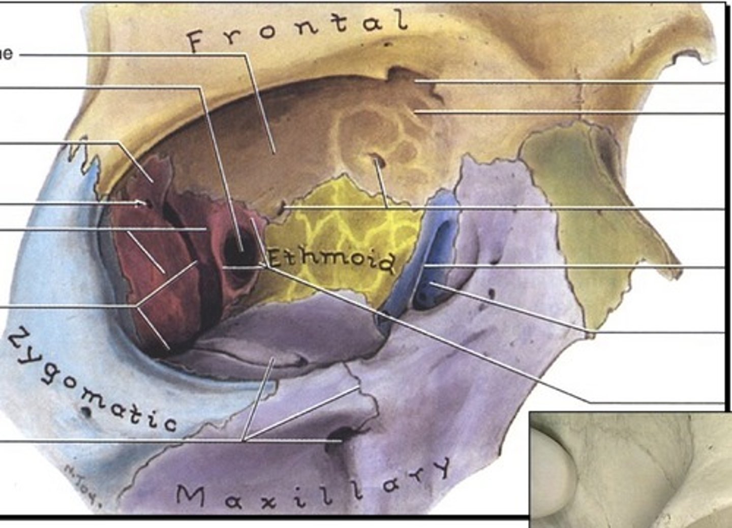 <p>1. Paired bone</p><p>2. In the medial wall of the orbit</p><p>3. Immediately posterior to the maxillary bone</p><p>4. In the orbit</p><p>5. Bone between the maxillary and ethmoid</p>