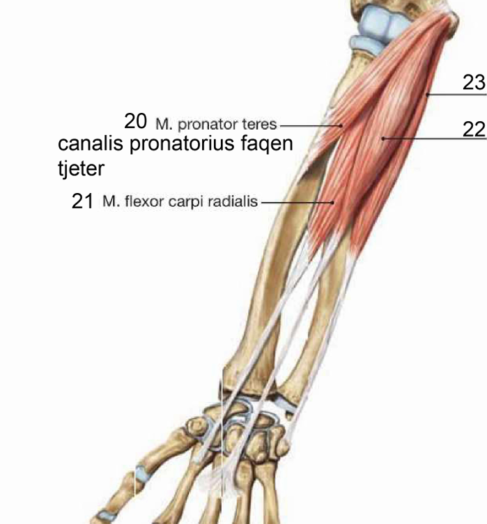 <p>ngjitja proksimale: epicondylus medialis </p><p>ngjitja distale ne facies anterior te os metacarpale 2</p><p>inervimi: n.medianus </p><p>veprimi: fleksor dhe abduktor </p><p>tetiva e ketij nderton skajin e brendshem te sulcus pulsus</p>