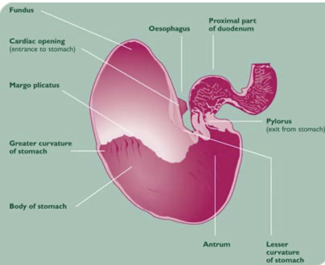 <p>-chronic, low grade colic</p><p>-suspicion of gastric ulcer or neoplasia</p><p>-to perform duodenal biopsy (concern for IBD)</p>
