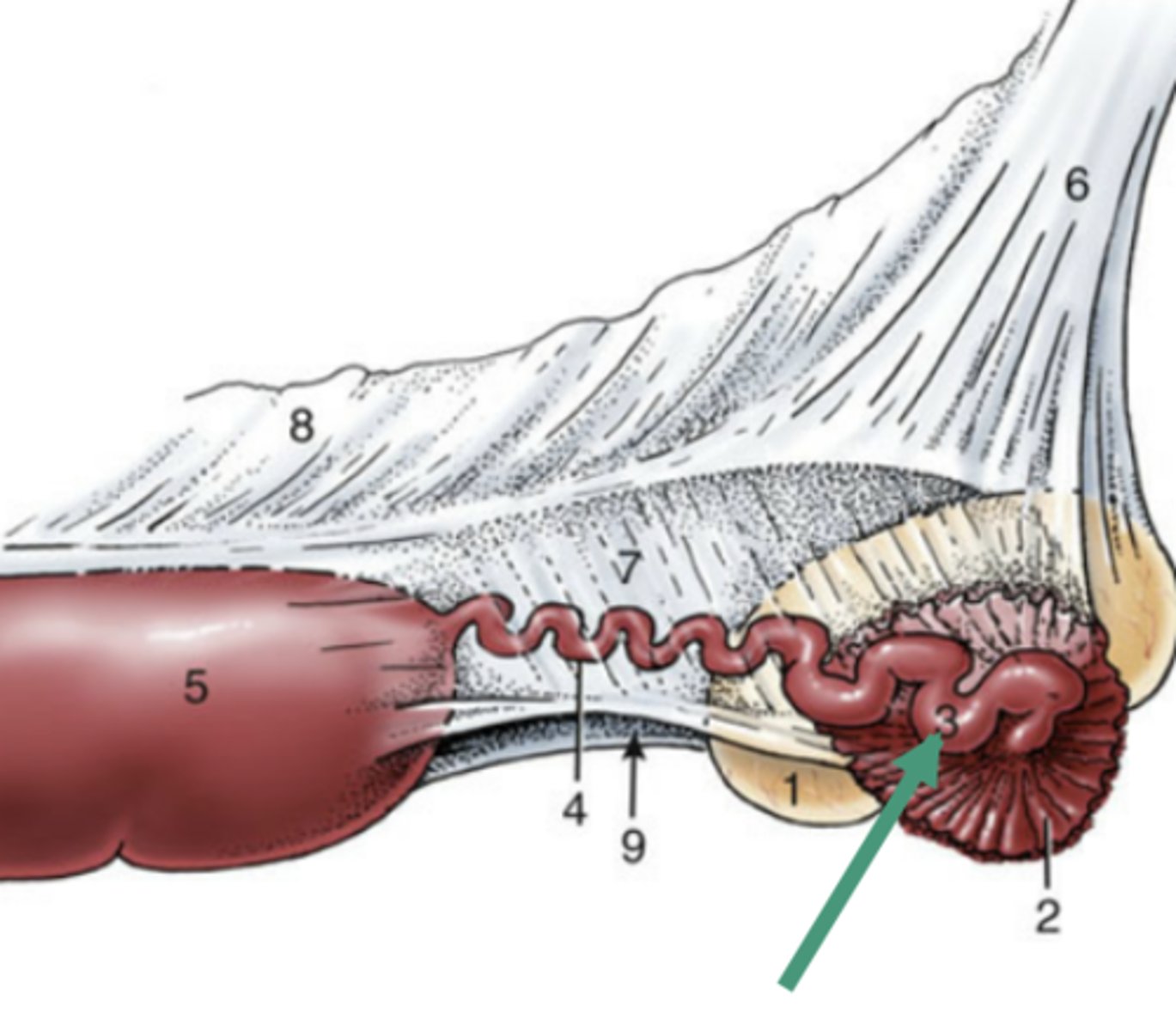 <p>-segment that follows the ampulla</p><p>-longer, thinner, and more convoluted (folded or twisted)</p><p>-portion of the uterine tube that connects to the uterine horn</p>