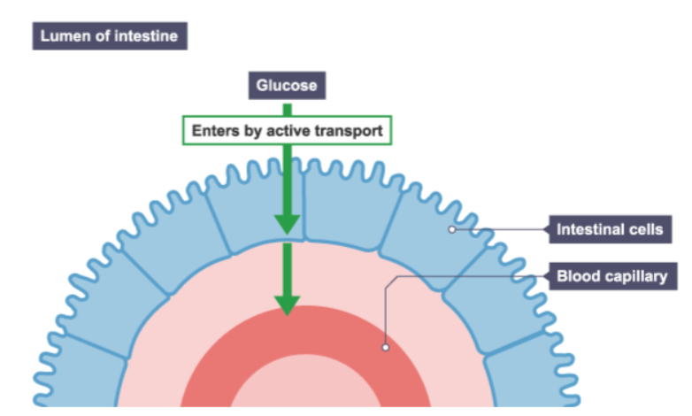<p>Active transport used to absorb the products of digestion. Complete the sentence:<br>Active transport is used to transport glucose from a ______ concentration in the ___ to a ______ concentration in the _____. </p>