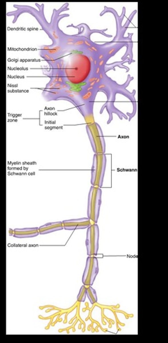 <p>It carries electrical impulses away from the cell body.</p>