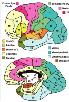 <p>BA 17,18,19 = visual</p>