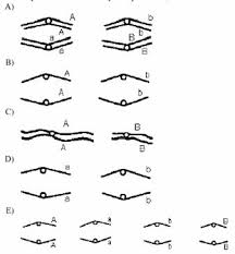 <p>In a particular dihybrid, the two genes of interest, A and B are located on different chromosomes.  Which of the following diagrams does NOT respect a stage of meiosis in this organism?</p>