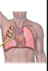 <p>thin tube drains fluids from pleural cavity, pleural effusion or pneumothorax</p>