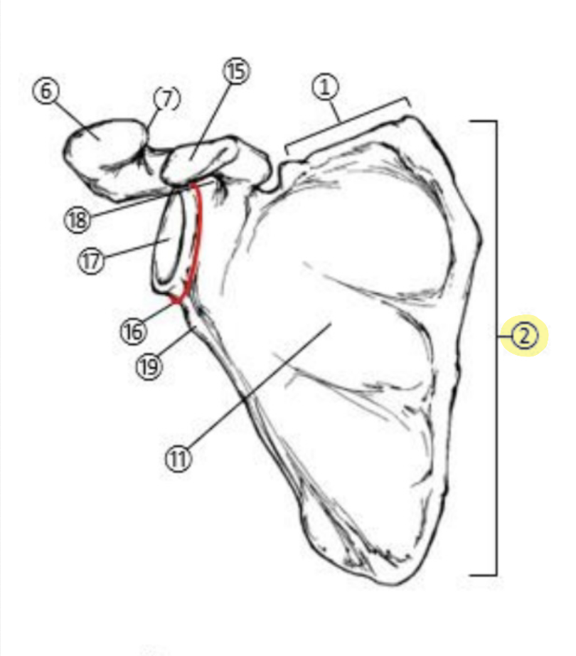 <p>What part of the Scapula is highlighted(2)?</p>