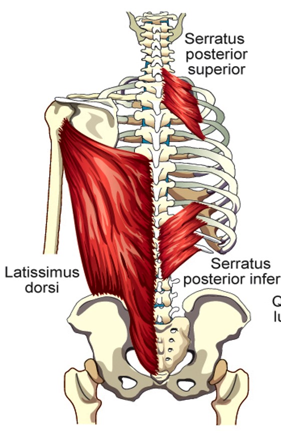 <p><span style="font-family: Century Gothic">Serratus Posterior Inferior</span></p>