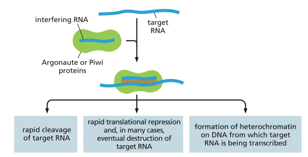 <p>RNAs that serve as a defence against viruses. they are short ssRNAs which serve as a guide, which bind to other RNAs in the cell. If the target is mRNA, the iRNA can target its destruction or inhibition. If the target is about to be transcribed, the iRNA can bind and form heterochromatine.</p><p></p><p>There are three classes of iRNAs; siRNA, ppiRNAs, and miRNAs. even though they difer in fnction they have some similarities, they all bind through RNA-RNA interaction and reduce gene expression. once produced they associate with either the enzyme Piwi or Argonaute</p><p></p>