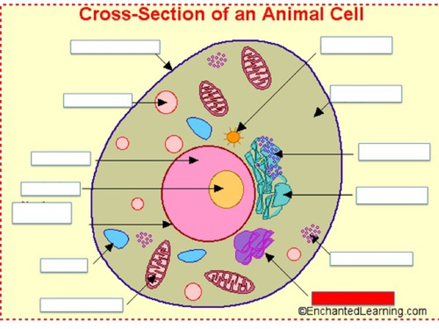 <p>It aids in the modification, distribution and packaging of proteins made in the cell.</p>
