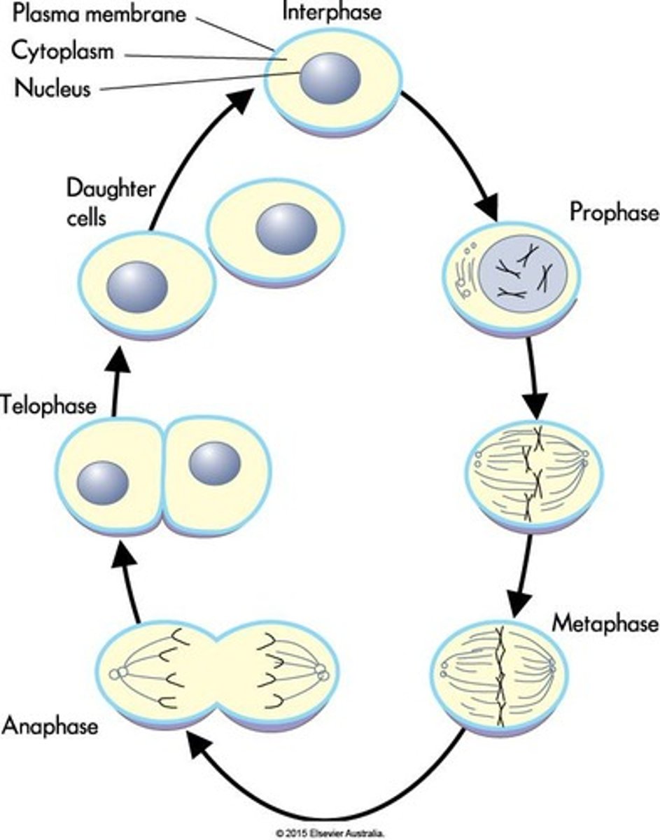 <p>Meiosis I and Meiosis II.</p>