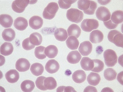 <p>What cell is this?</p>