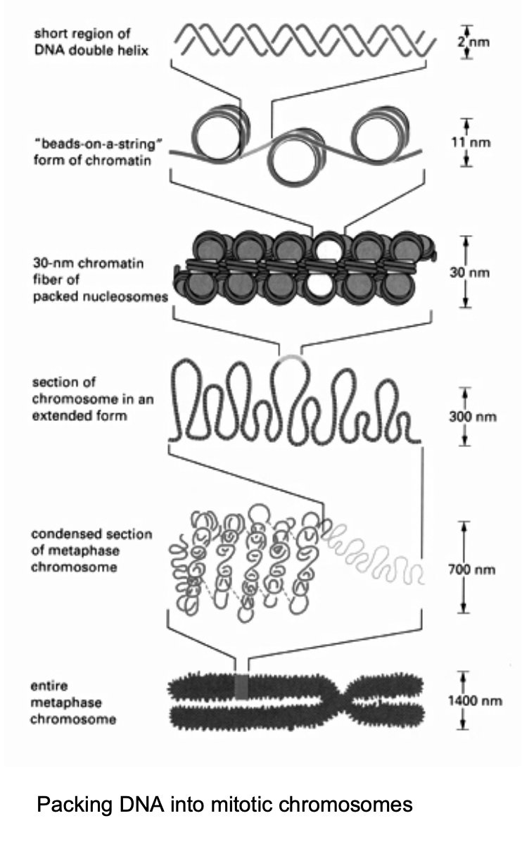<ol><li><p>loop formation</p></li><li><p>attachment of chromatin fibres</p></li></ol><p>→ to an underlying scaffold or matric strucutre</p><p></p>
