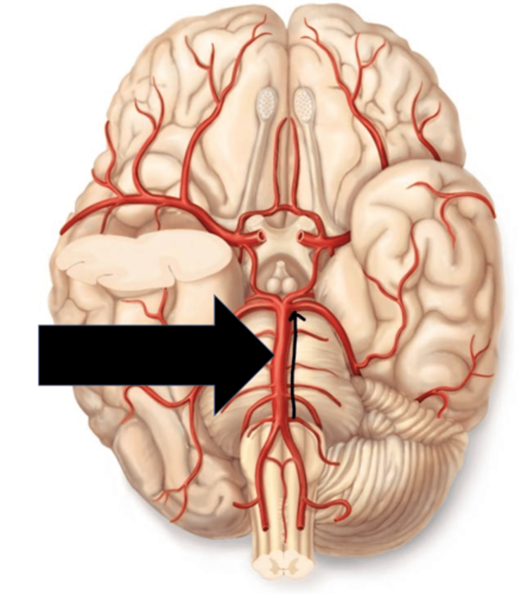 <p>Name the red vessel.</p>
