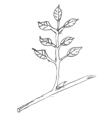 term image