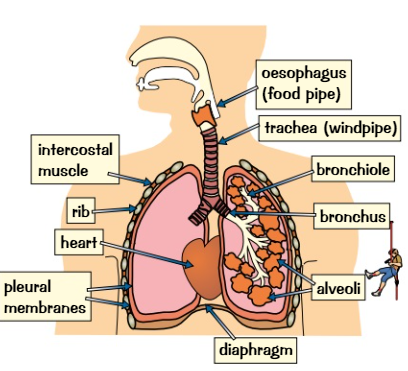 Through gas exchange occurring in the alveoli.
