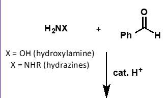 <p>what does hydroxylamine + carbonyl form?</p>