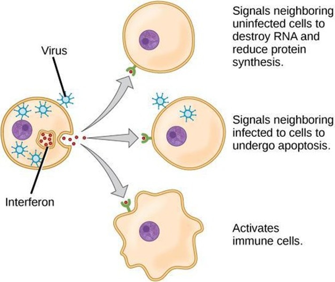 <p>Proteins produced by cells in response to viral infections that help to inhibit viral replication.</p>