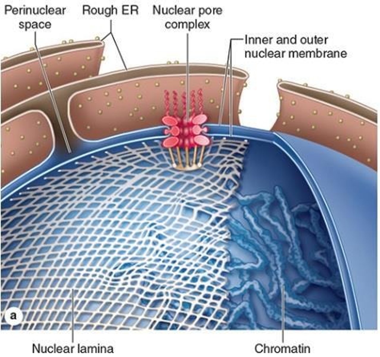 <p>A selectively permeable barrier formed by two membranes with pores that separates nucleoplasm from cytoplasm</p>