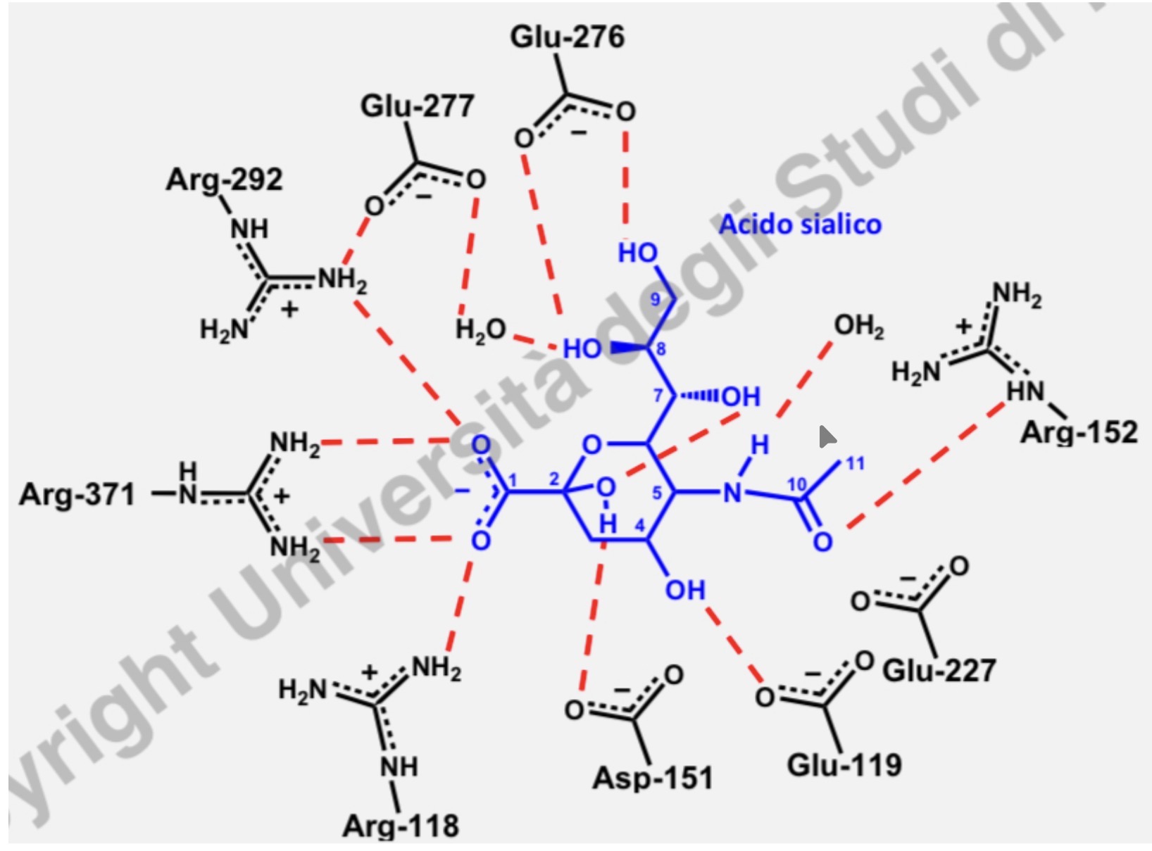 <p>Glicoproteina tetramerica a forma di fungo: testa esterna, gambo centrale e piccola porzione transmembrana che la ancora alla membrana virale grazie ad una sequenza lipofila di 29 AA</p>