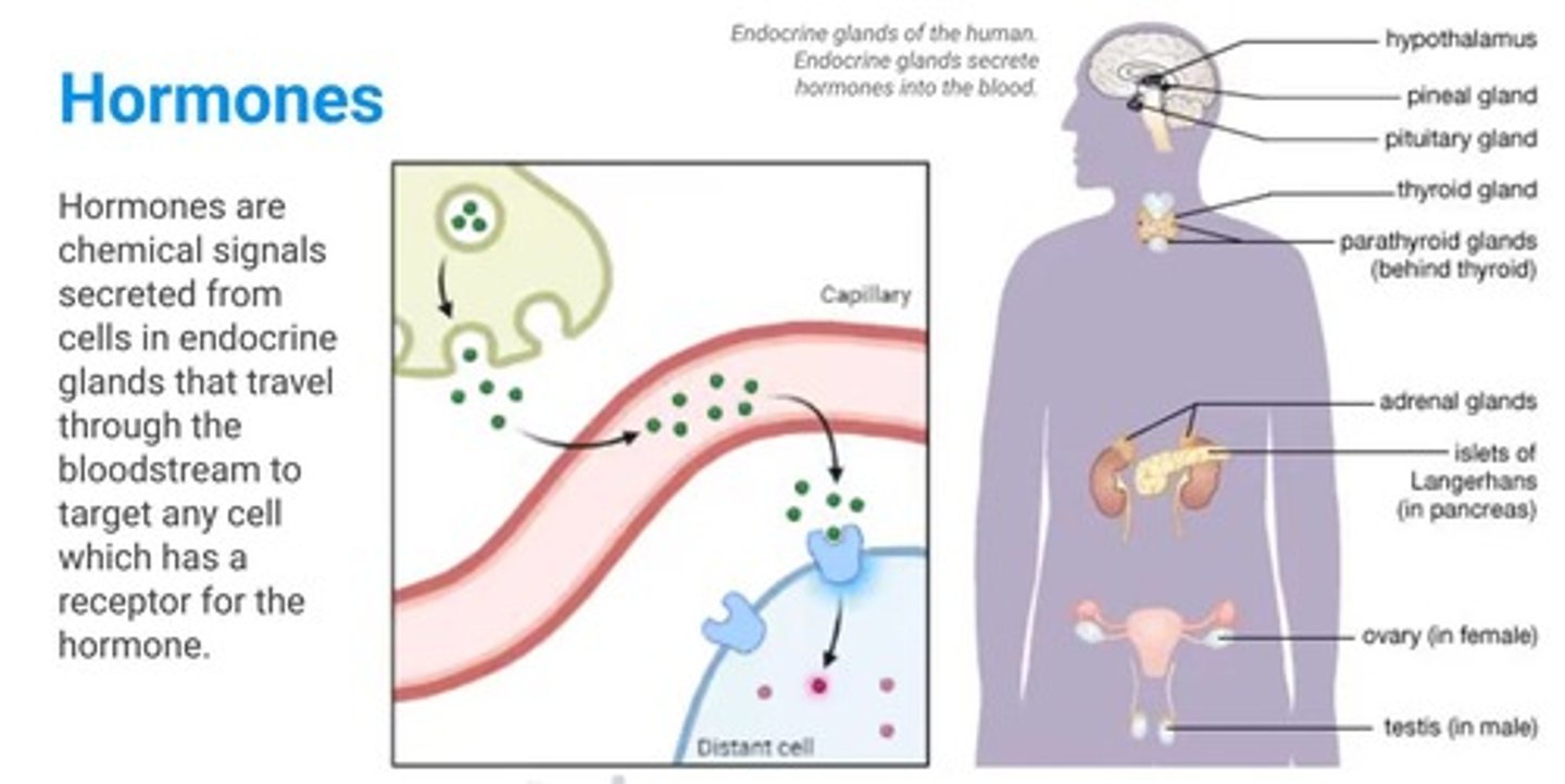 <p>Hormones are secreted from endocrine glands that travel through the bloodstream to target cells with specific receptors.</p>