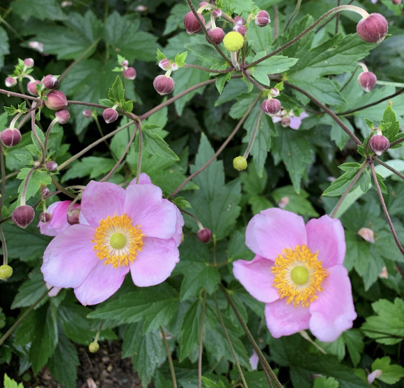 <p>2-3’</p><p>per.</p><p>moist</p><p>august-oct</p><p>part sun / part shade. full sun</p><p>Graceful late-season perennial with pink or white blooms from August to October.</p>
