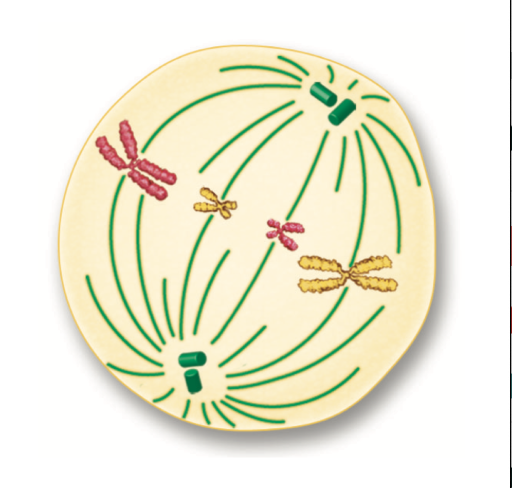 <p>What happens in metaphase?</p>