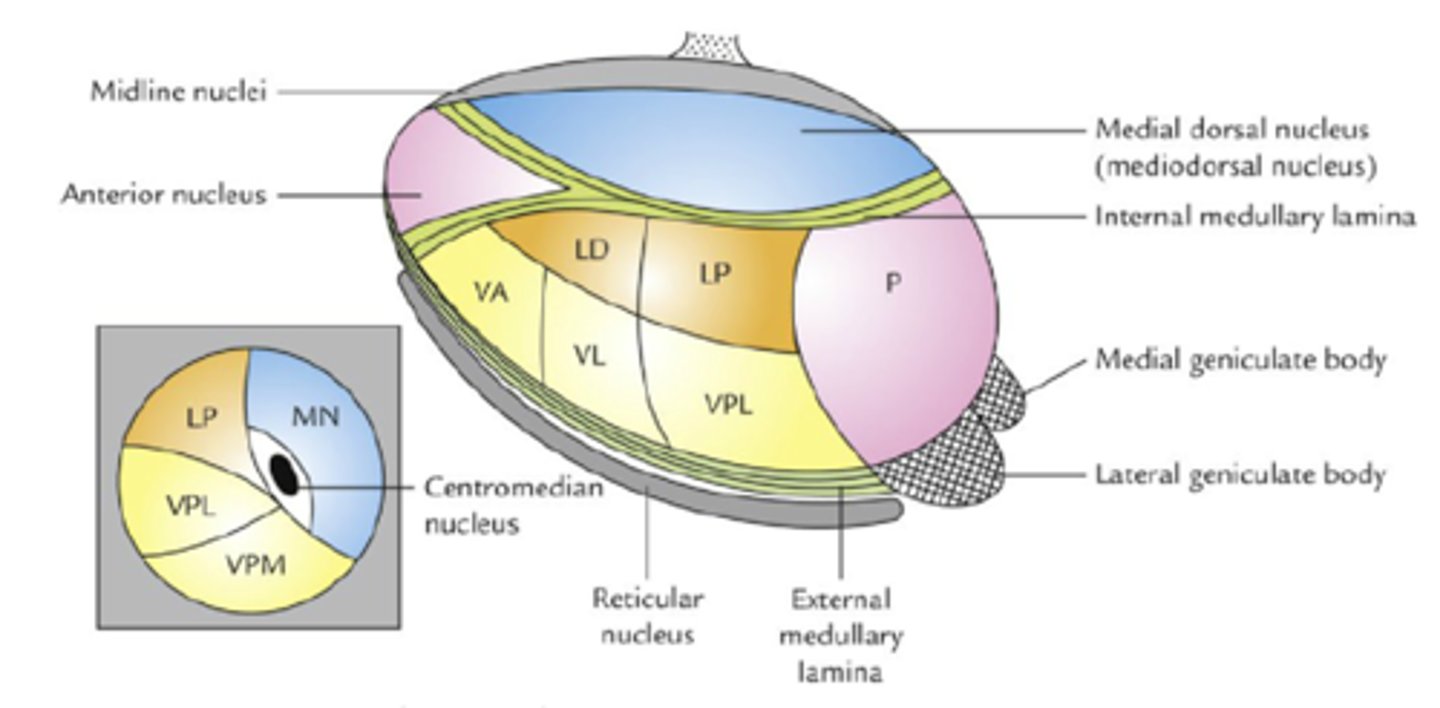 <p>- blaszka rdzenna zewnętrzna, na części przednią, przyśrodkową, brzuszno-boczną</p><p>- blaszka rdzenna zewnętrzna</p>
