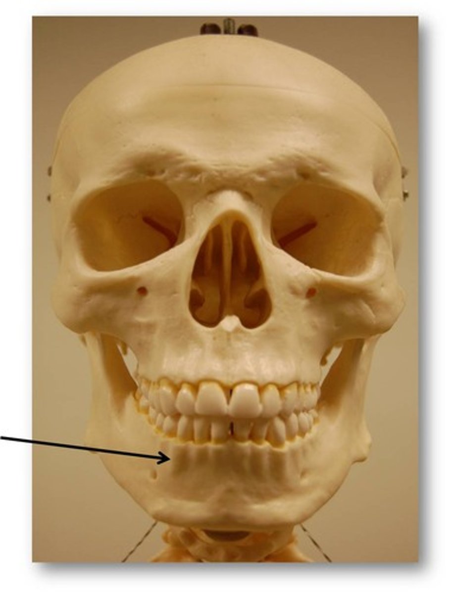 <p>bumpy, ridge-like projections where the teeth are held</p>