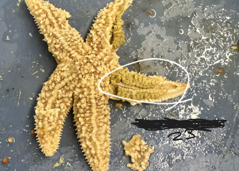 <p>What is option 23</p>