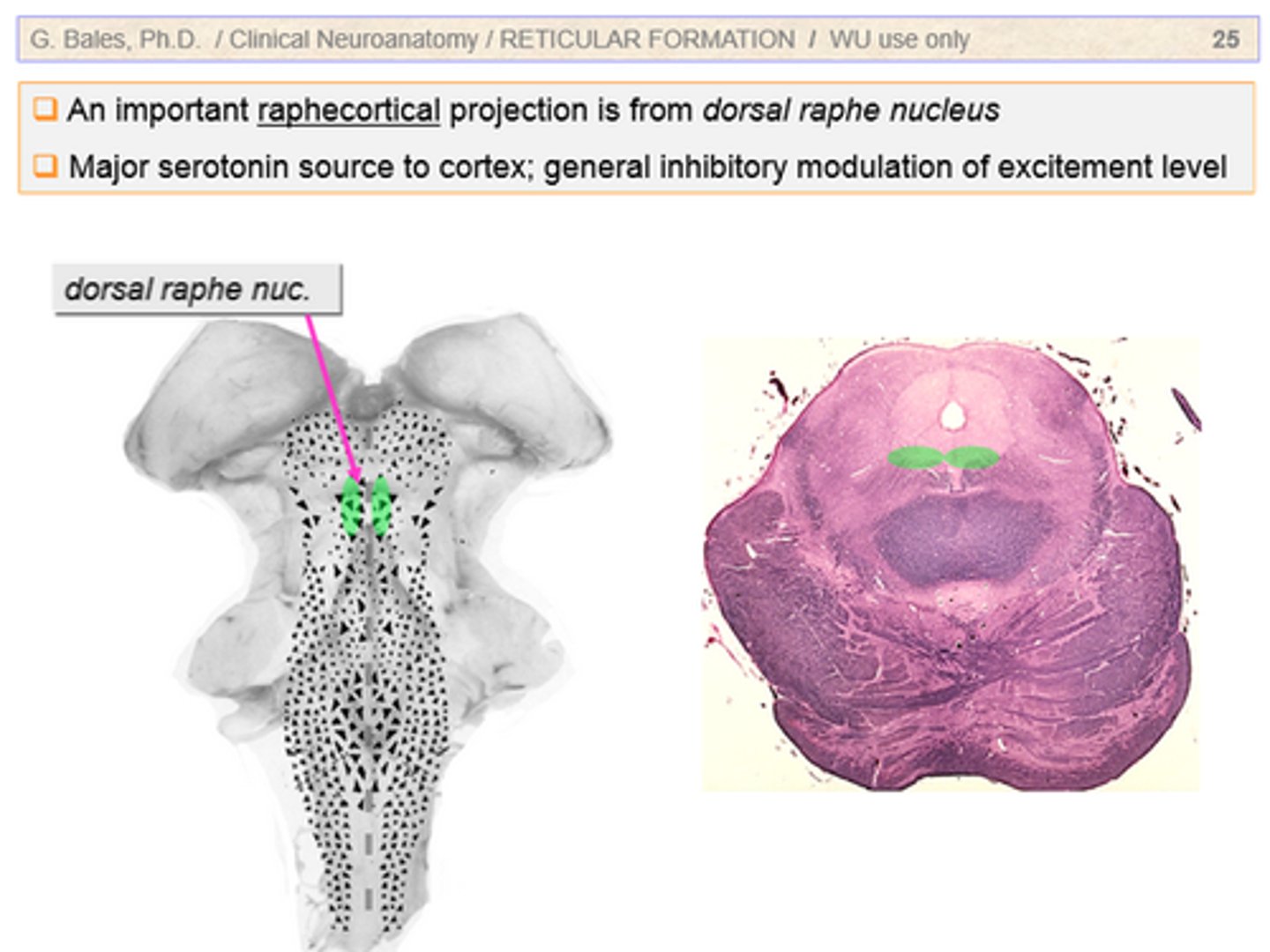 <p>largest 5-HT nucleus and sends projections to most of forebrain</p>