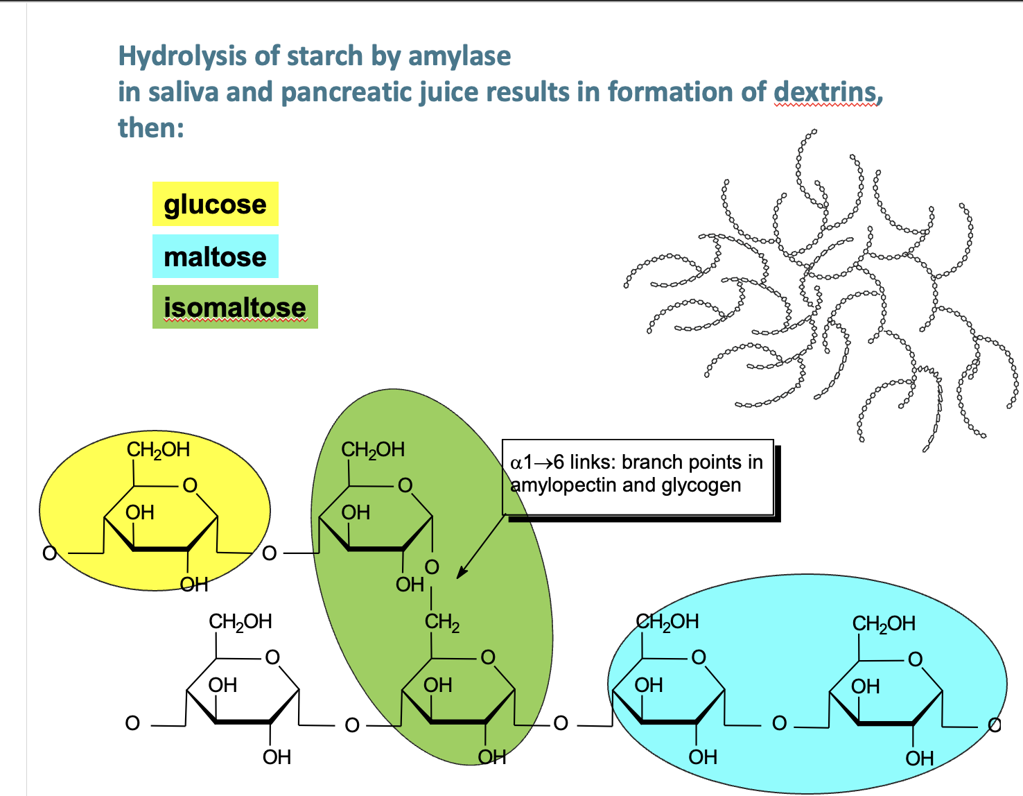 <p><span>Amylose – chain of glucose molecules (a-1,4)</span></p><p></p><p><span>Amylopectin – chain of glucose molecules (a-1,4), every 30</span><sup><span>th </span></sup><span>glucose → branch to other glucose residues (a-1,6 — ISOMALTOSE!)</span></p><p></p><p><span>glycogen - similar to starch, but branch every 10</span><sup><span>th</span></sup><span> glucose via a-1-6</span></p>