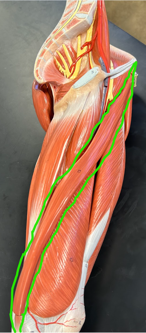 <p><span style="font-family: Arial, sans-serif">Name that muscle!</span></p>