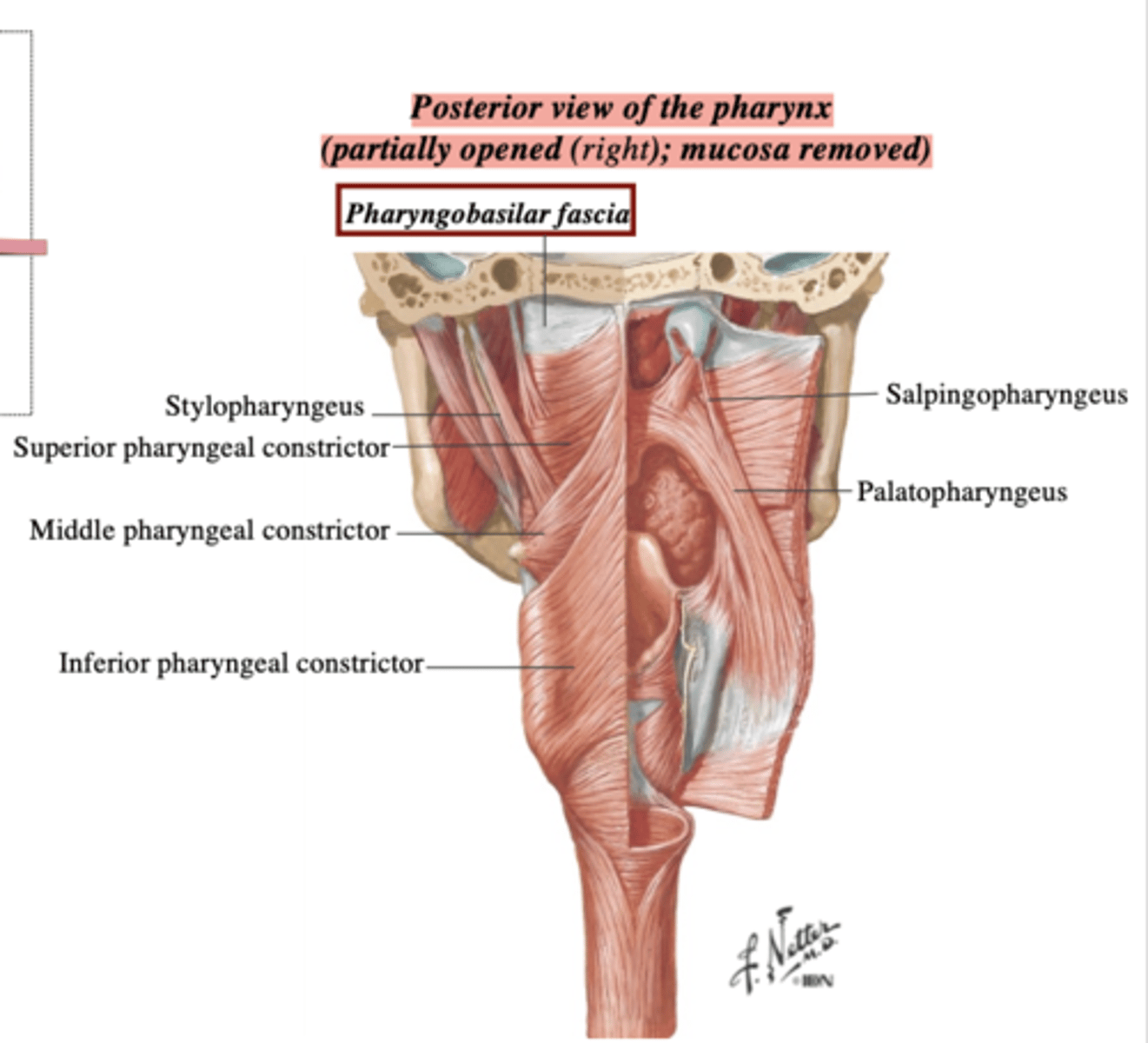 <p>Pharyngobasilar fascia</p>