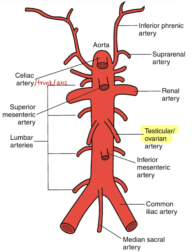 <ul><li><p><u>low resistance</u> blood flow</p></li><li><p>courses <u>inferiorly along the psoas muscle</u></p></li><li><p><u>inferior to SMA and renal artery</u></p></li></ul><ul><li><p>left gonadal artery originates a bit superior to right artery</p></li></ul><p></p>