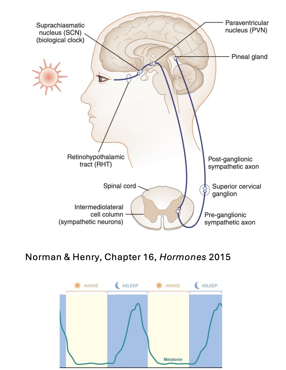 <ol><li><p>Detect light in eye and send to</p></li><li><p>Retinohypothalamic tract</p></li><li><p>to suprachiasmatic nucleus (SCN) <strong>biological clock</strong></p></li><li><p>To the Paraventricular nucleus (PVN)</p></li><li><p>Sent back down to the spinal cord→ pre-ganglionic sympathetic axon</p></li><li><p>To superior cervical ganglion→ post-ganglion sympahtetic axon</p></li><li><p>To the <strong>pineal gland</strong></p></li></ol><p></p>