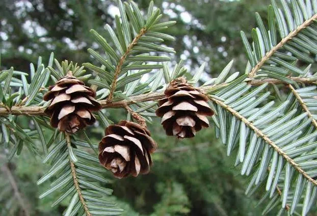 <p>Eastern hemlock </p>
