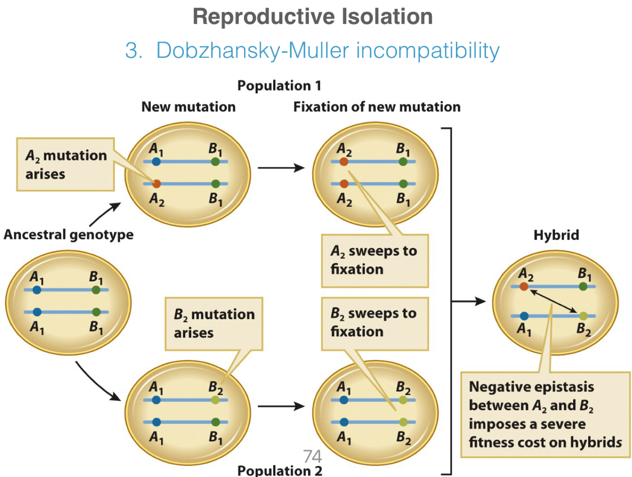 <p>Which genetic mechanism of reproductive isolation is this?</p>
