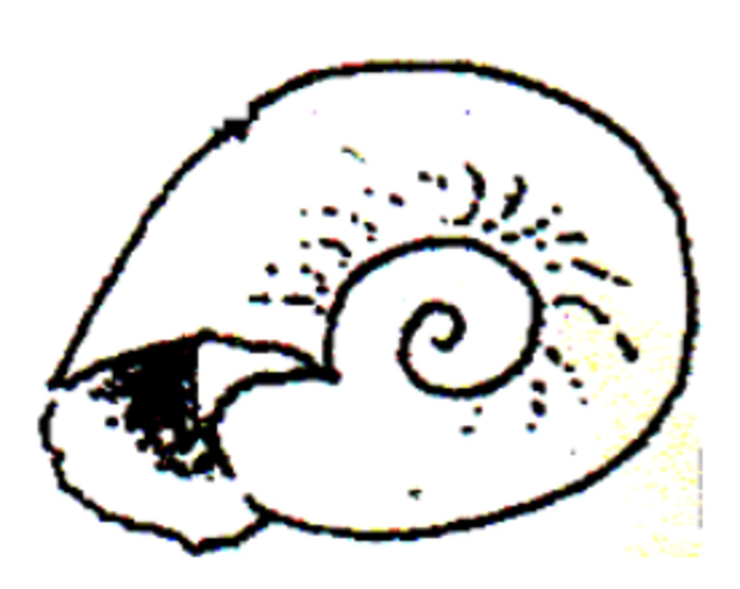 <p>Biomphalaria snail</p>