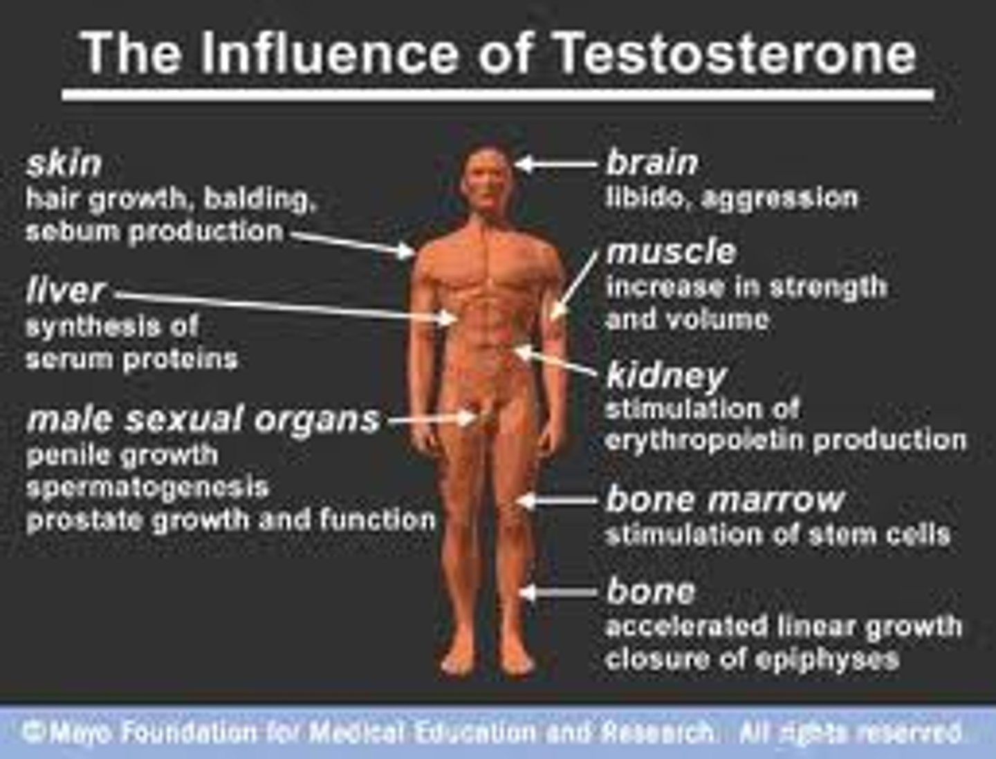 <p>Stimulates change in male body during puberty ie secondary sexual characteristics <br>-Muscle growth<br>-Facial hair<br>-sperm production</p>