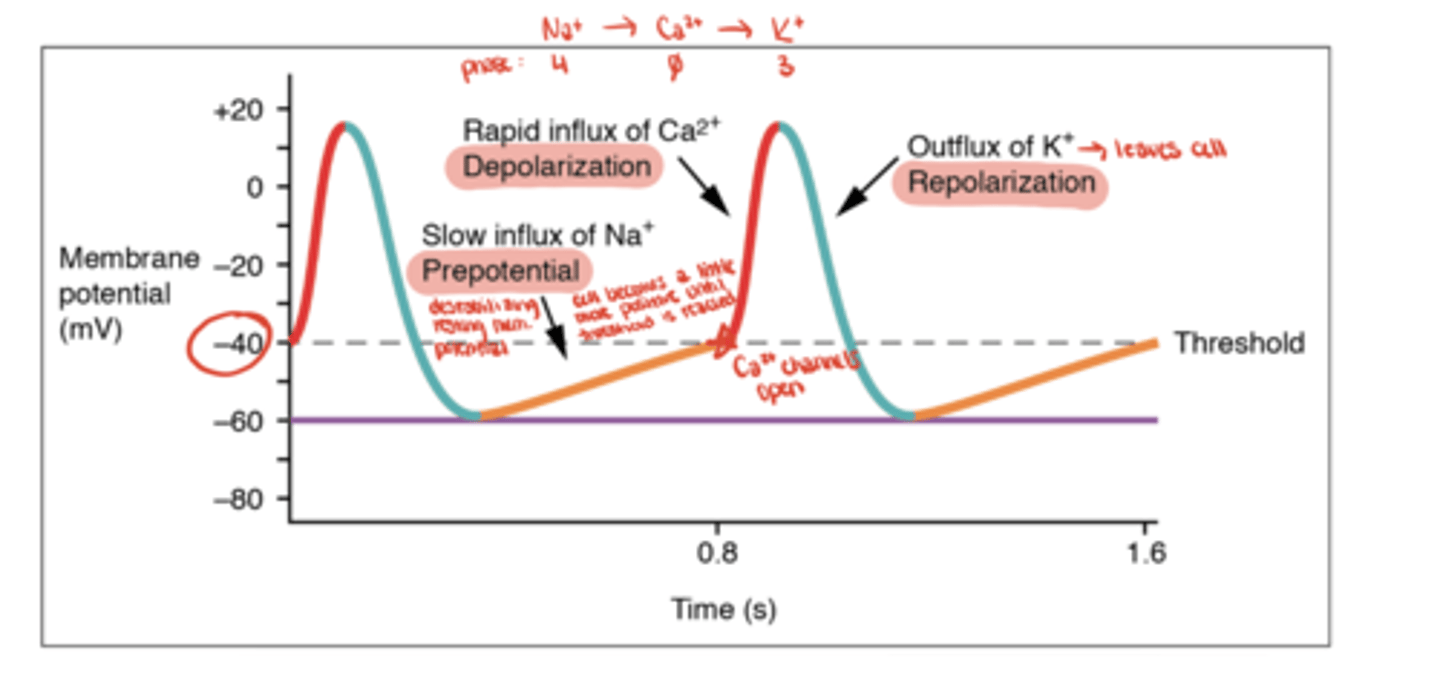 <p>Ca²⁺ influx through L-type channels</p>