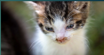 <p>Diagnosis of <strong>cat flu </strong></p>