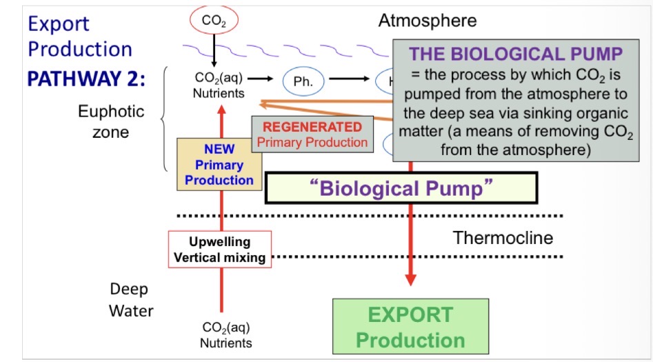 <p>From the surface ocean to the deep ocean.</p>