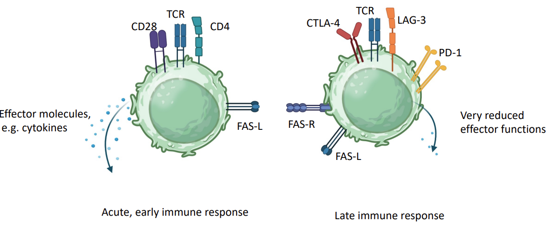 <ul><li><p>As immune response matures, <strong>stimulating </strong>receptors (CD28, CD4) replaced with <strong>inhibitory </strong>receptors (CTLA-4, LAG3).</p></li><li><p> T cells expression of<strong> <u>apoptotic </u>receptors e.g. FAS - fratricide - </strong>they kill each other </p></li></ul><p>this leads to the reduction of immune cells we have </p>
