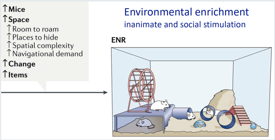 <ul><li><p><strong>Example: </strong>Improved environmental enrichment (e.g. increasing room to roam for mice—novelty) → better outcomes following a stroke</p></li><li><p><strong>Brain changes → </strong>Increased:</p><ul><li><p>Dendritic spines</p></li><li><p>Synapses per neuron</p></li><li><p>Expression of trophic factors</p></li><li><p>Altered cortical maps</p></li><li><p>Neurogenesis</p></li></ul></li></ul><p></p>