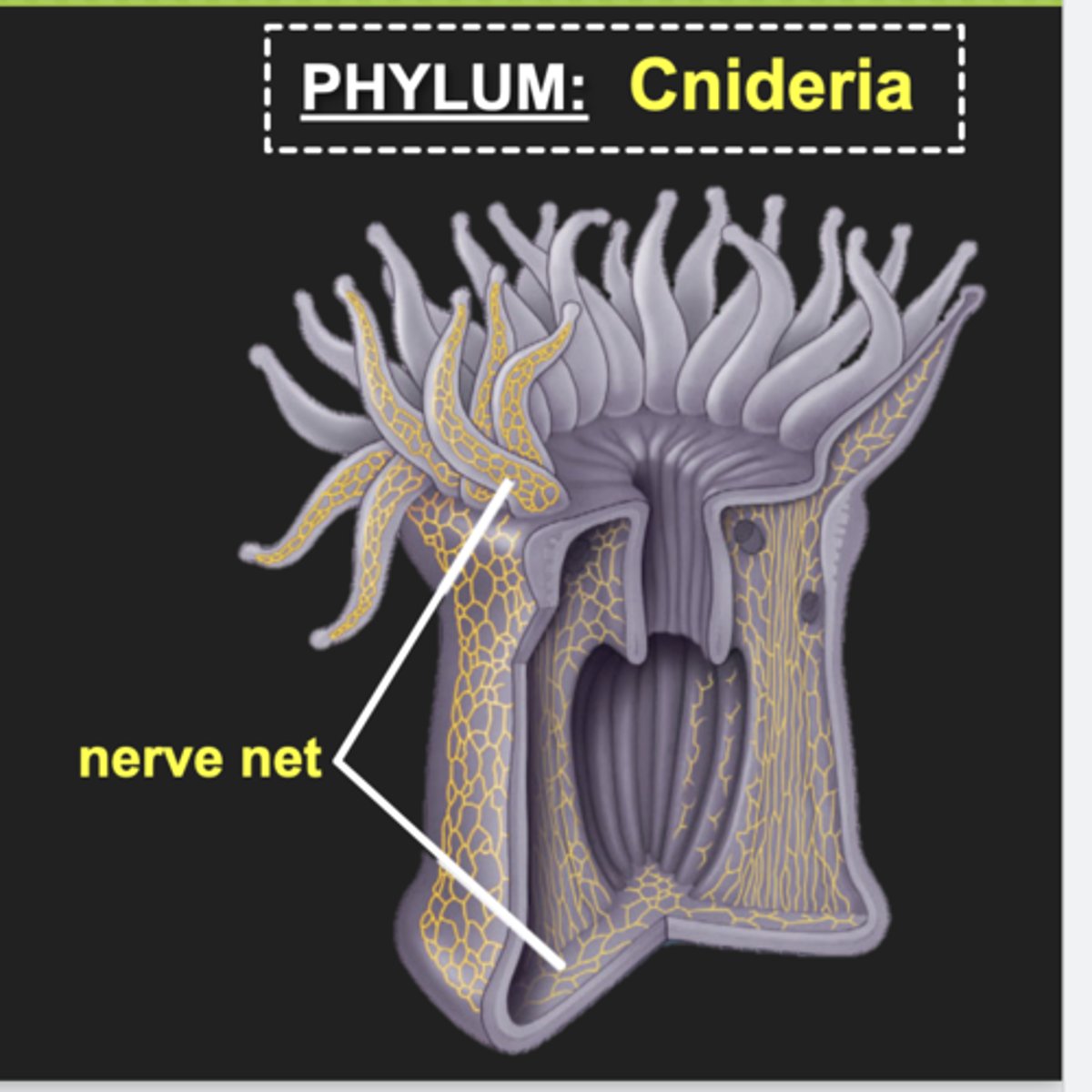 <p>- possess nerve net</p><p>- No distinctions between dendrites and axons</p><p>- Impulses conducted in all directions from the point of stimulus</p>