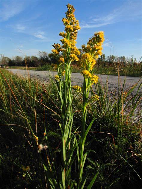 Seaside Goldenrod