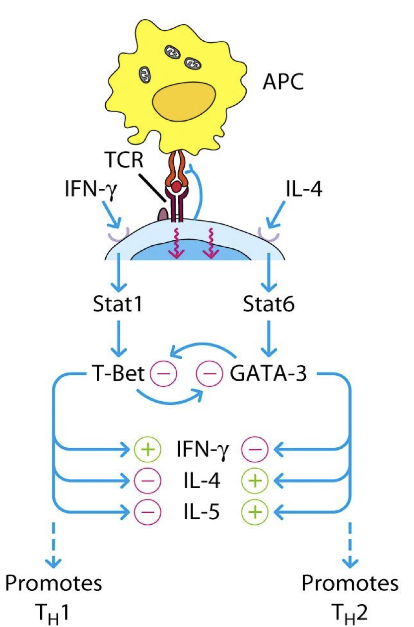 <p>T-Bet is a transcription factor that is required for Th1 specific genes such as IL-12Rβ</p><p><span data-name="black_medium_square" data-type="emoji">◼</span> T-Bet (Th1 associated): activated by IFN-γ and turned off by IL-4</p><p><span data-name="black_medium_square" data-type="emoji">◼</span> Conversely in Th2 transcription factor GATA-3: activated by IL-4 turned off by IFN-γ</p>